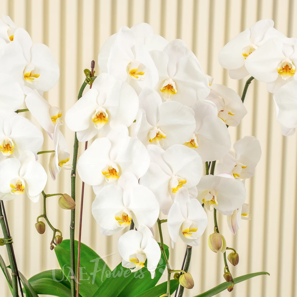 4 White Phalaenopsis Orchid plant in a pot.