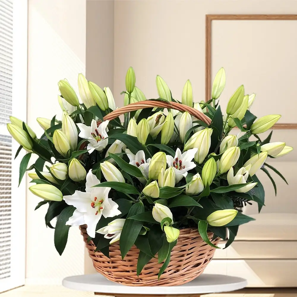 Basket arrangement of 20 white lilies with fillers, symbolizing purity and elegance, perfect for weddings, anniversaries, sympathy, and special occasions.
