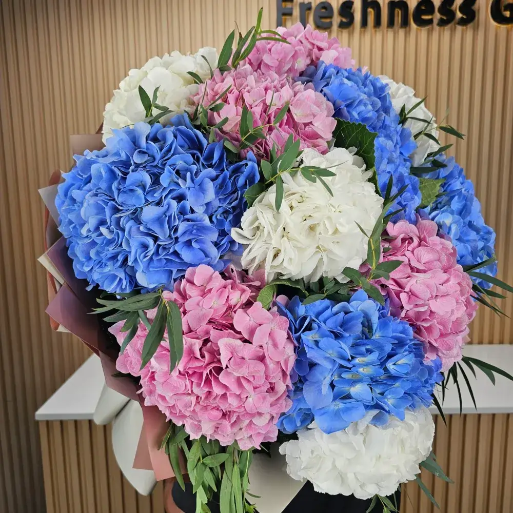 A bouquet of 15 mixed colour Hydrangeas