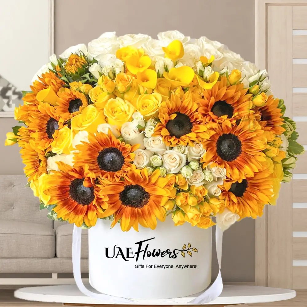 12 sunflowers, 30 white roses, 30 yellow roses with green fillers & eucalyptus leaf in a white round box