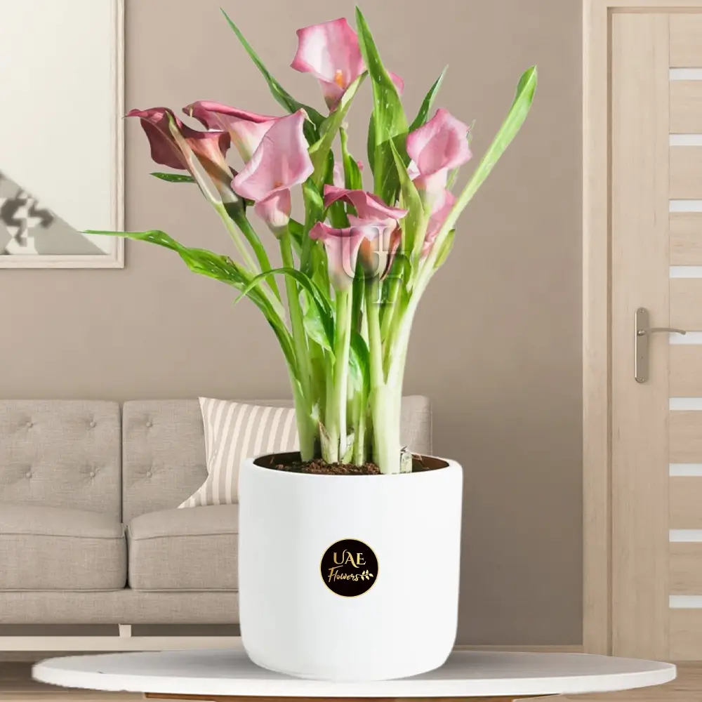 Violet calla lily plant in a white pot