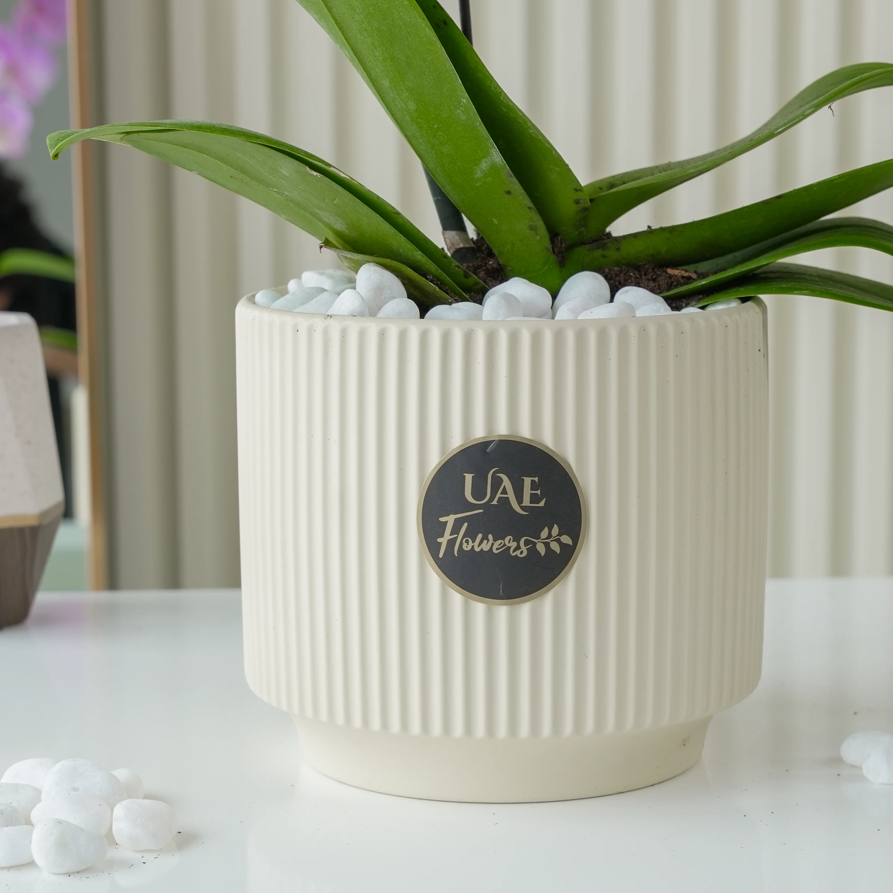 1 pink phalaenopsis orchid plant in a pot