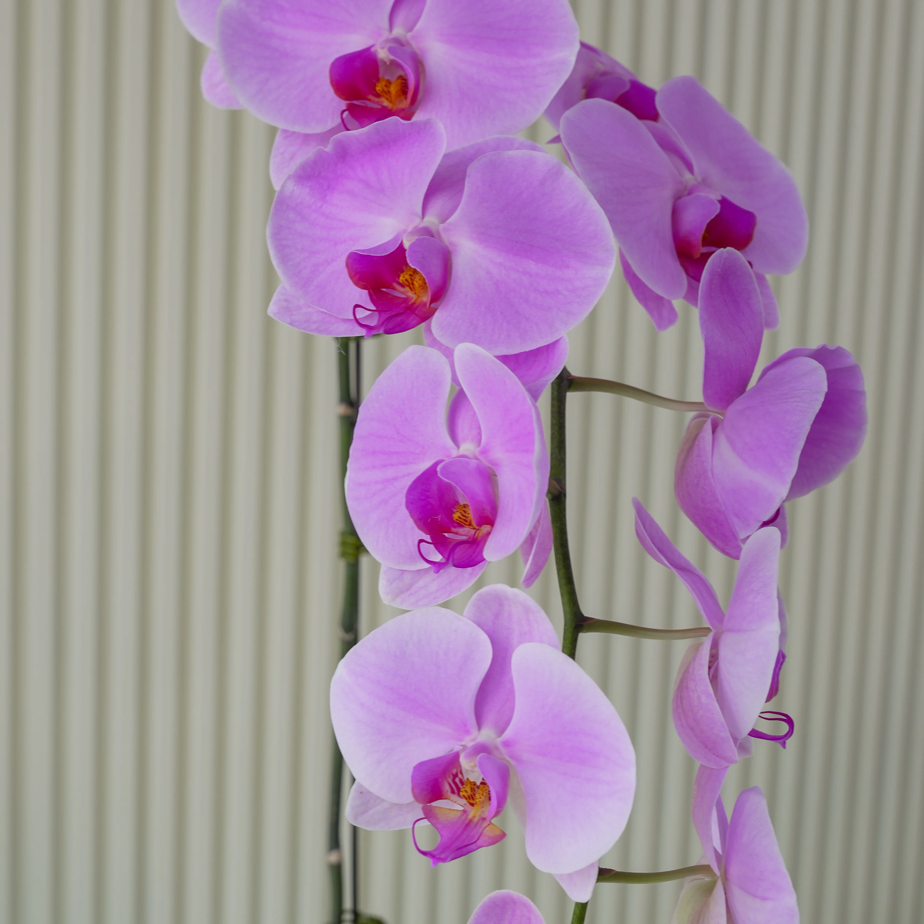 1 pink phalaenopsis orchid plant in a pot