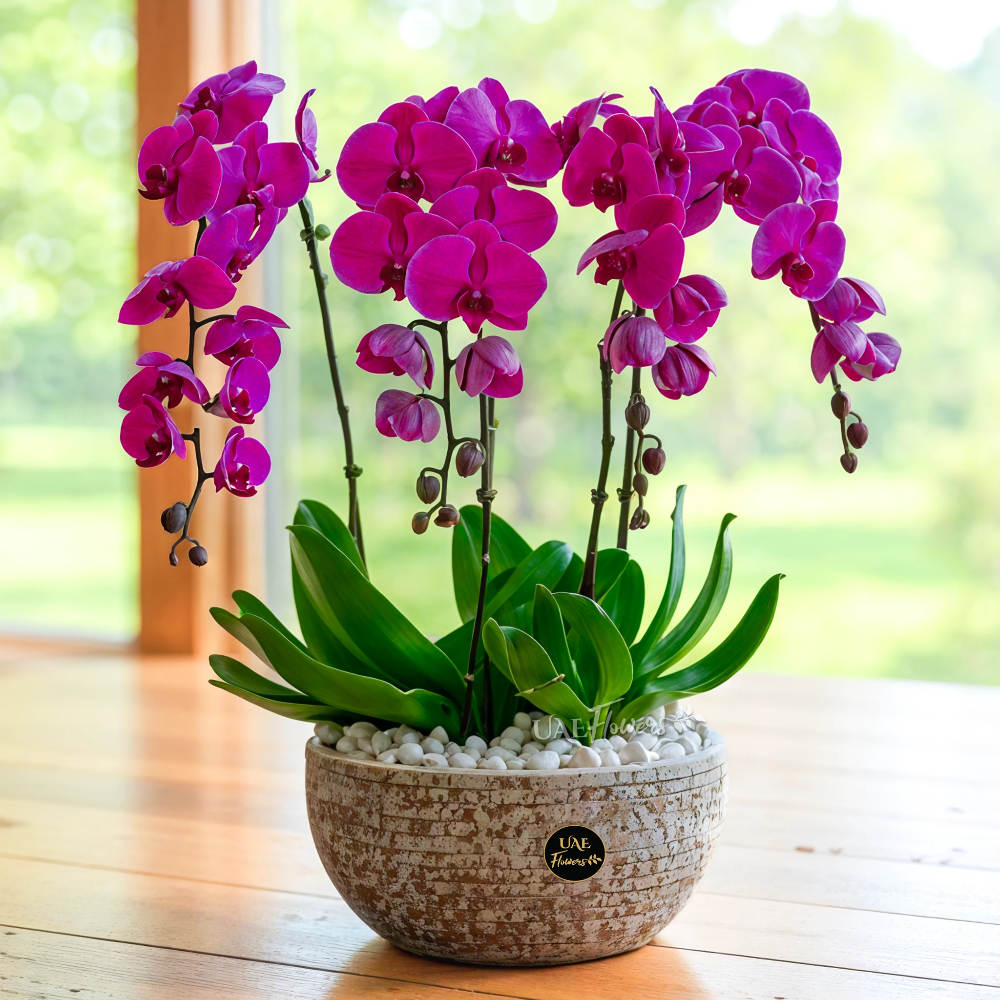 4 dark pink phalaenopsis orchid plants in a blue pot