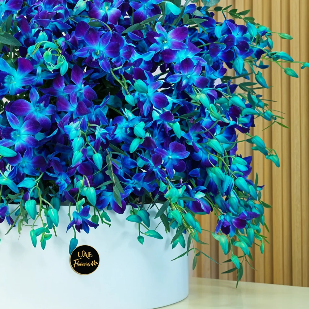 100 blue orchids