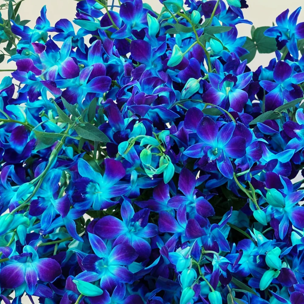 100 blue orchids