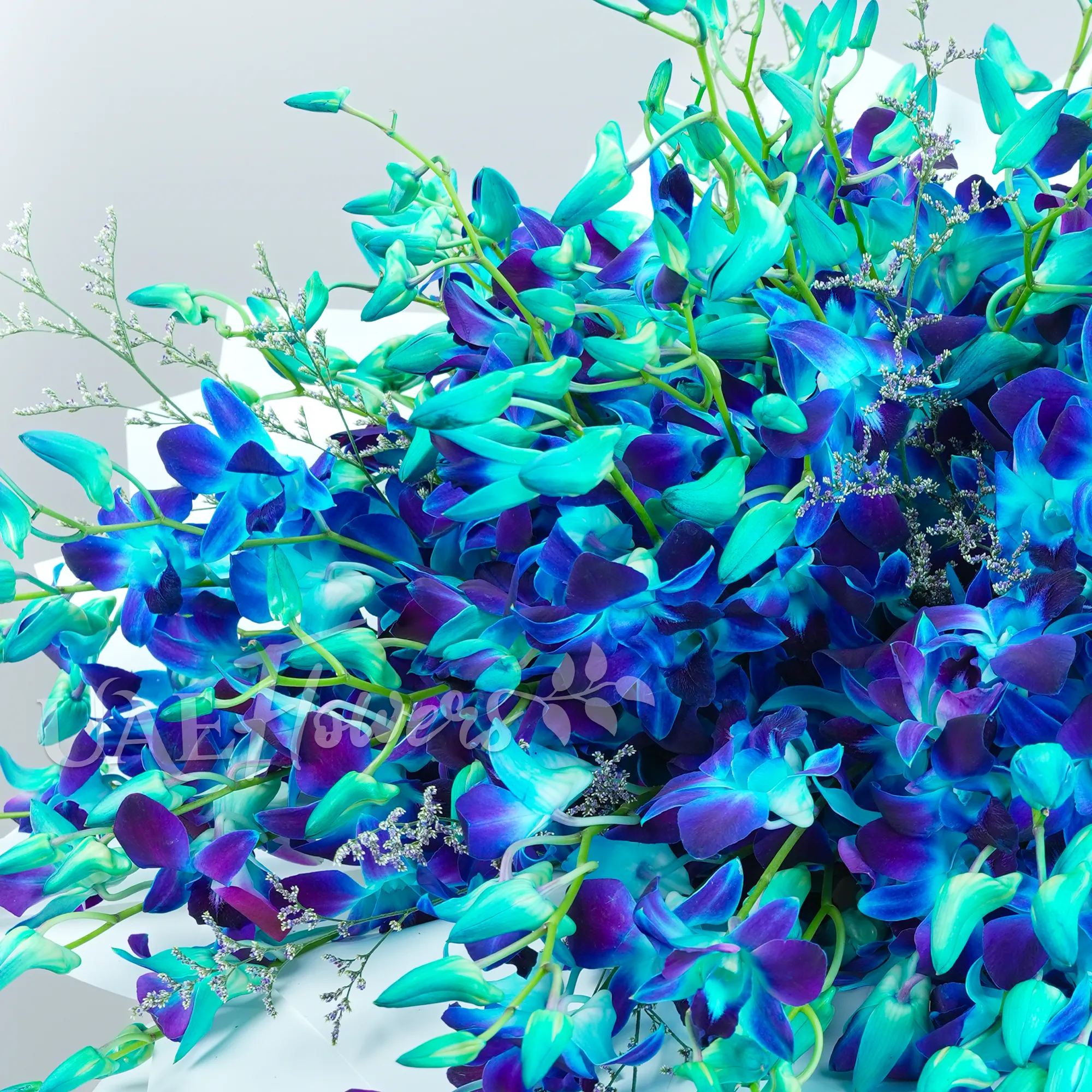 bouquet of 80 blue orchids