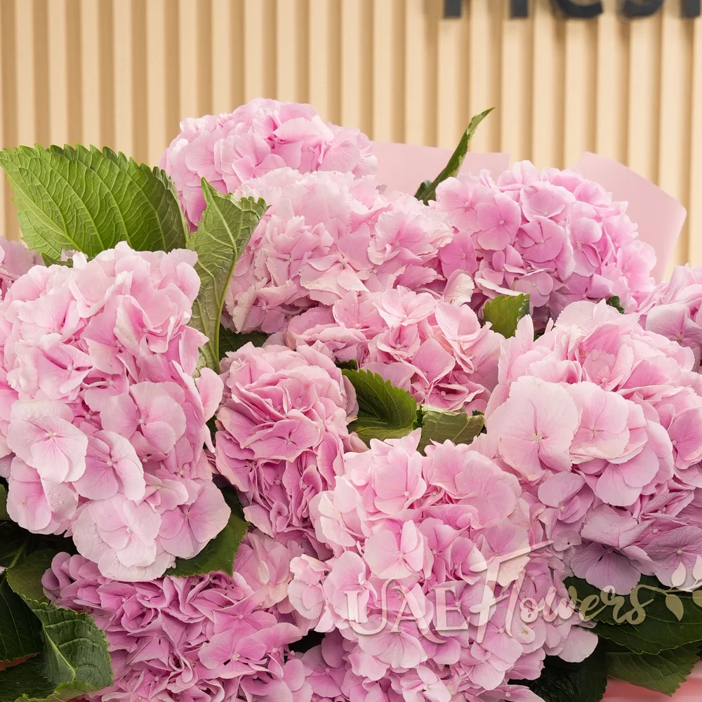 12 pink hydrangeas