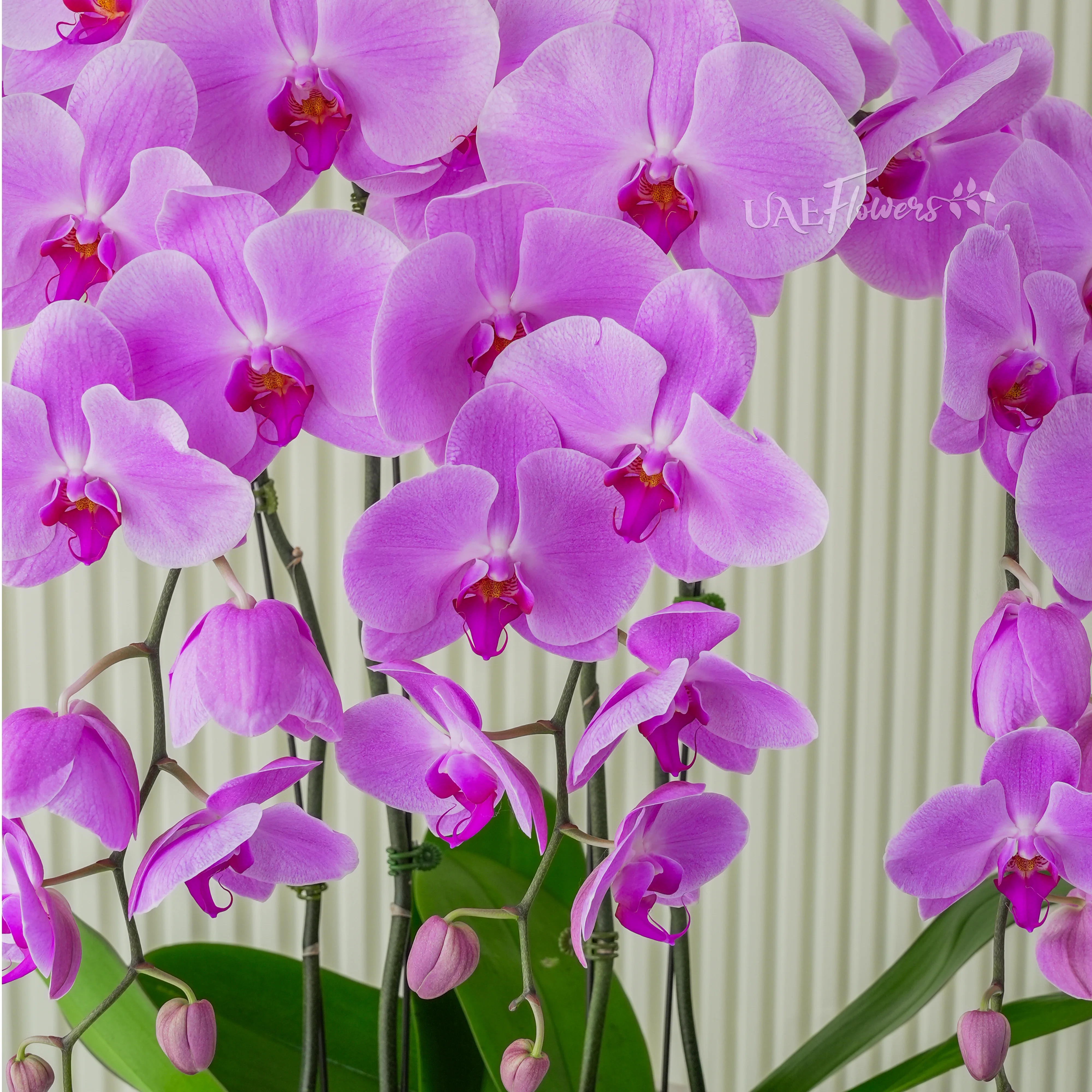 4 pink phalaenopsis orchid plants in a white pot