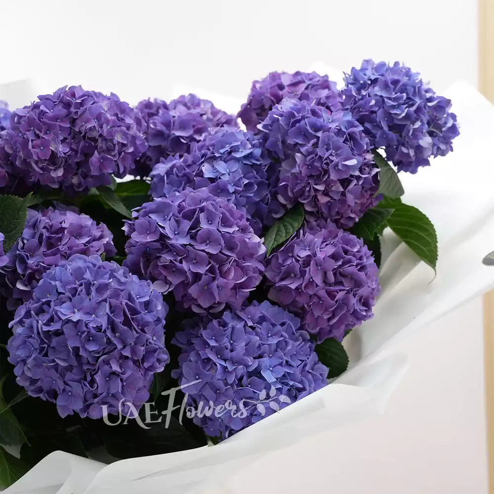 20 purple hydrangeas