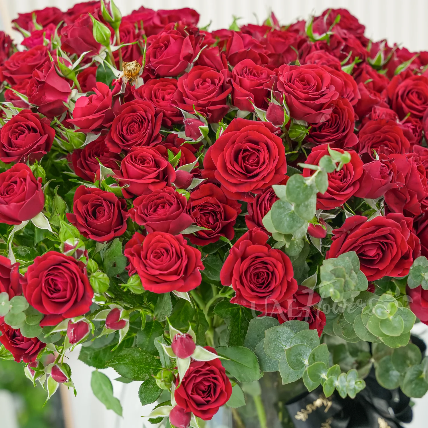 40 red spray roses with eucalyptus in a glass vase.