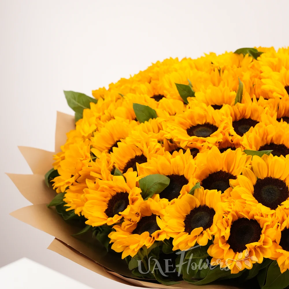 large bouquet of 50 sunflowers with fillers