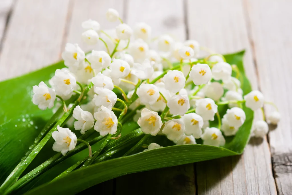 Lily of the valley close up is the Most Expensive Flowers