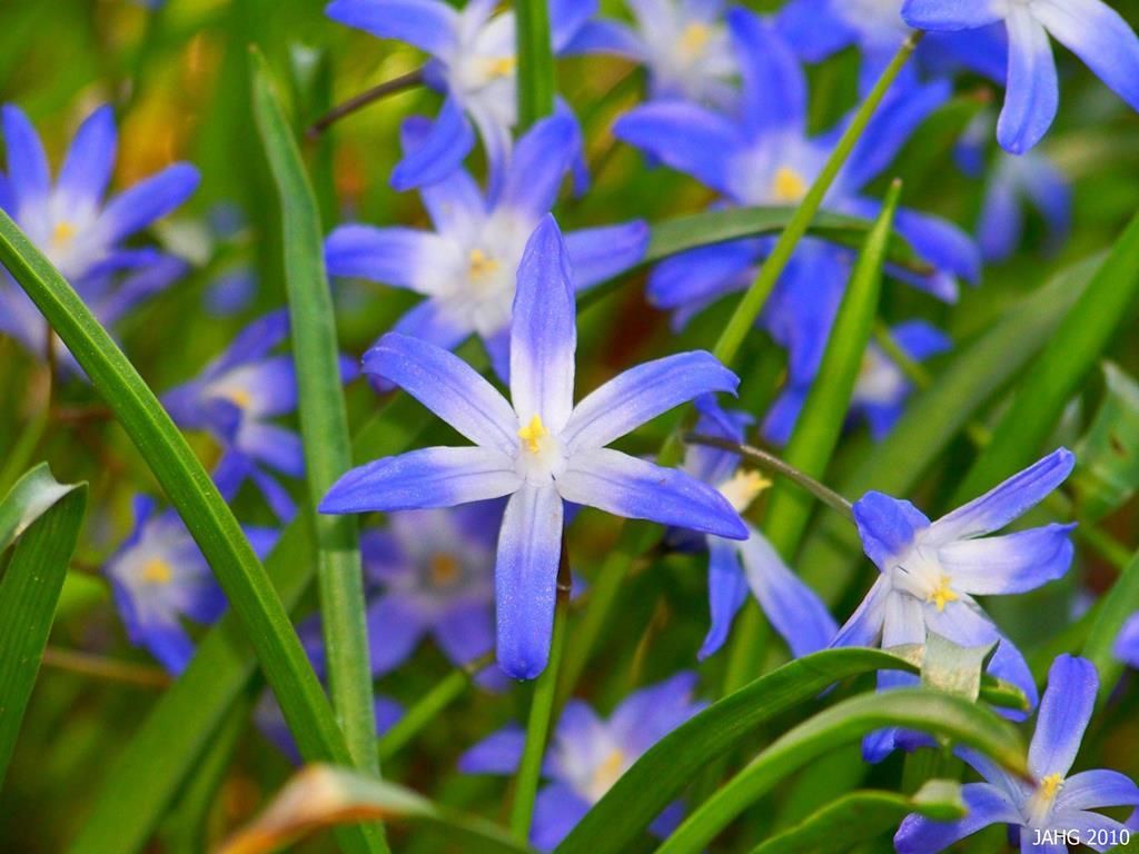 Blue stars in a field